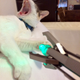 Illustration for article titled Doesnt work on wood, works on cats.